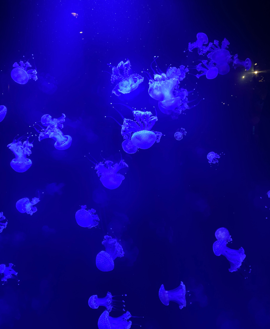 Jellyfish of the Vancouver Aquarium